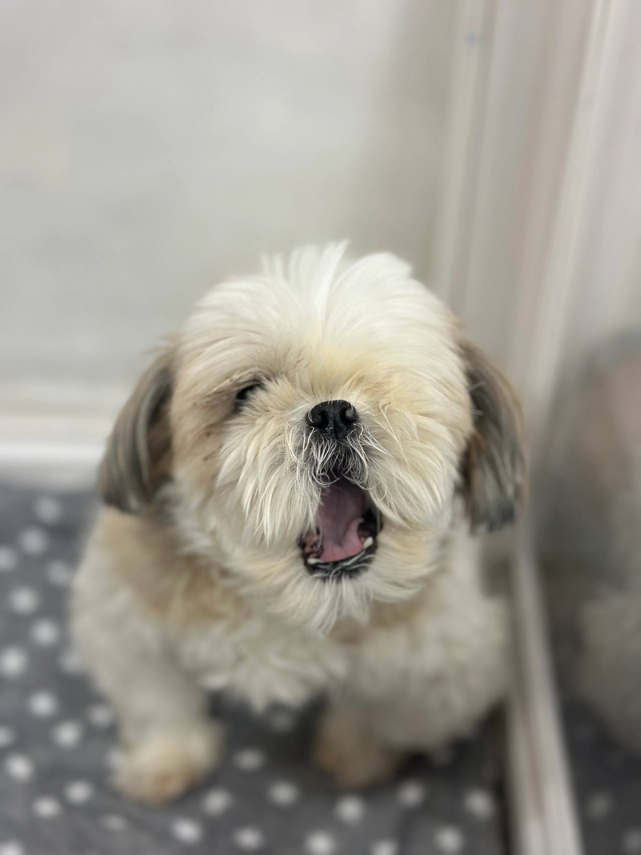 태양이