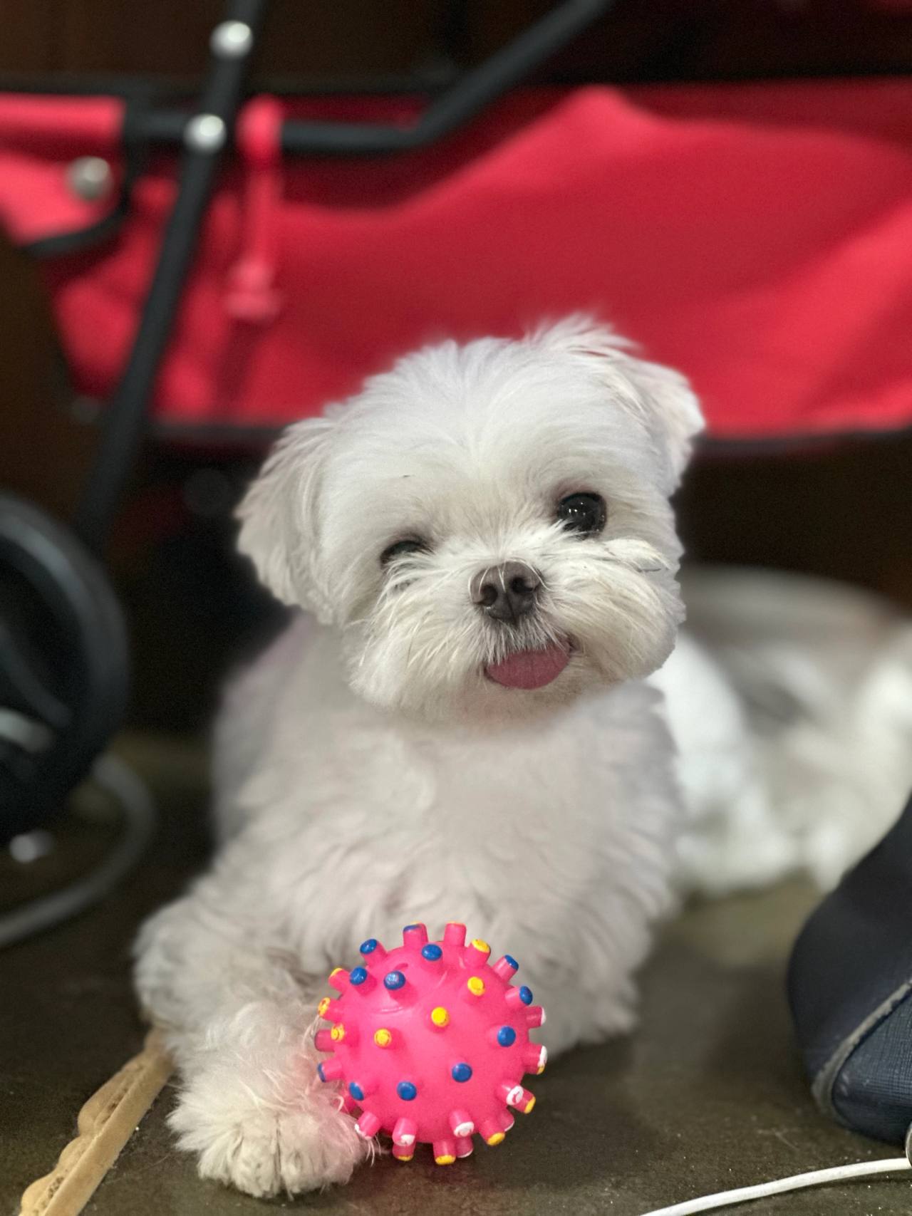 쫑이