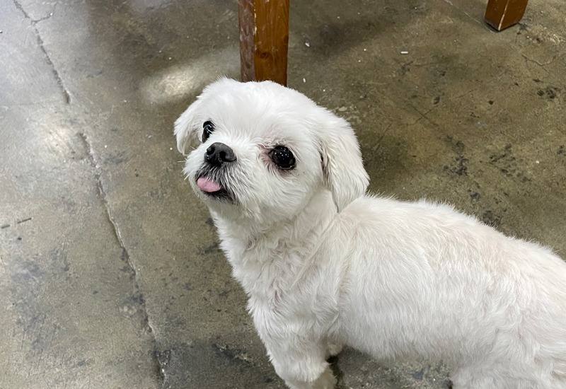 사장님